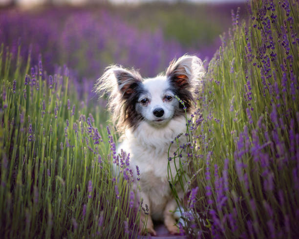 istock Dog in flowers 1412528739