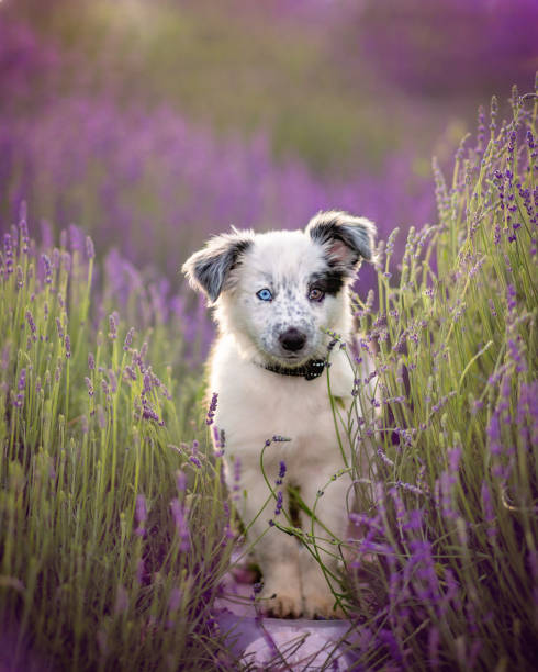 Dog outdoors in a lavender field