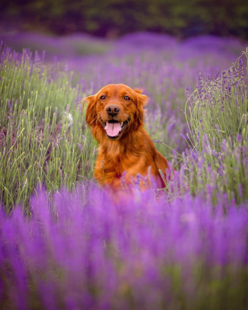 istock Dog in flowers 1412528762