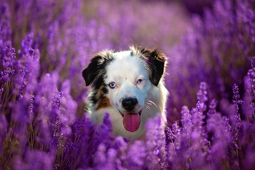 Australian Shepherd Dog outdoors in a lavender field