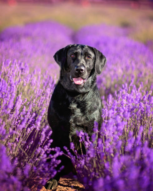 istock Black lab Dog in flowers 1412528887