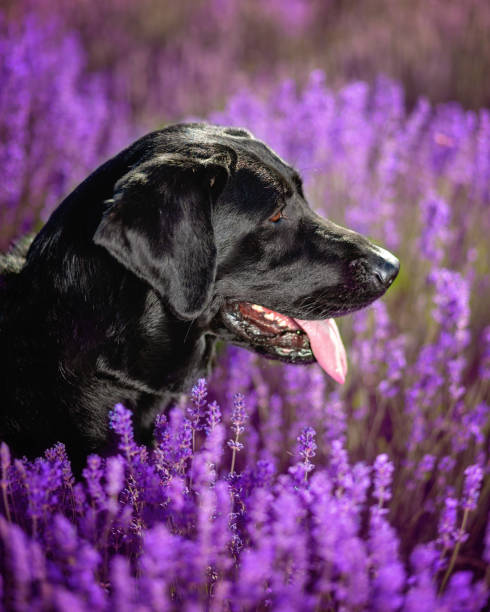 istock Black lab Dog in flowers 1412528898