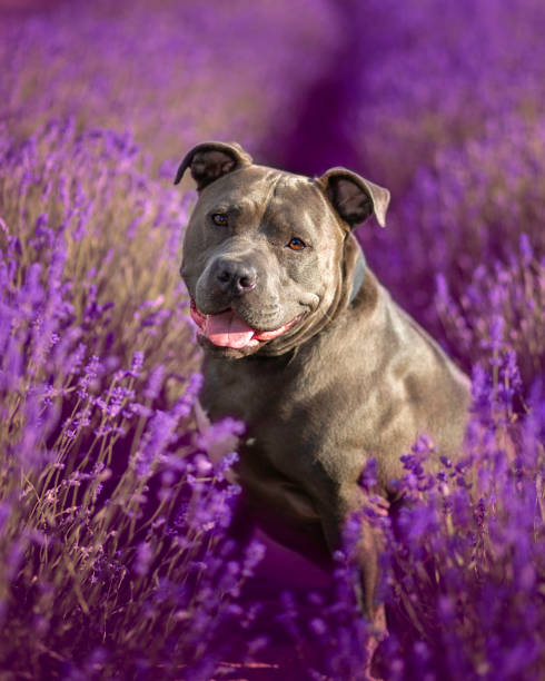 pitbull dog in flowers - 比特犬 個照片及圖片檔