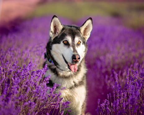 Husky Dog outdoors in a lavender field