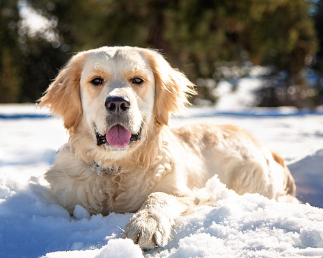 Large white beige labrador retriever dog in a winter landscape lies in the snow in a snowdrift. Portrait with copyspace. Looks into the camera