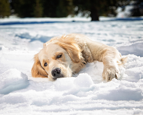 Dog outside in the snow