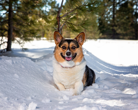 Dog outside in the snow