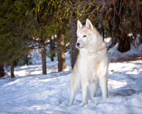 Dog outside in the snow