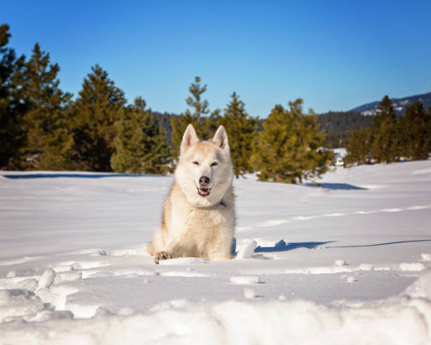 Free Stock Photo of Dog Standing in Snow Eating | Download Free Images ...