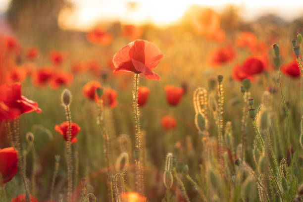 istock Sunset over a field of poppies 1412530219