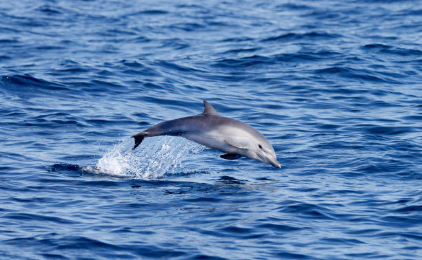Common Dolphin stock photo