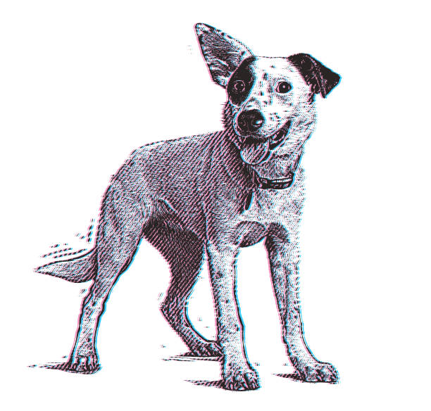 энергичная австралийская пастушья собака с техникой глюка - mixed breed dog illustrations stock illustrations