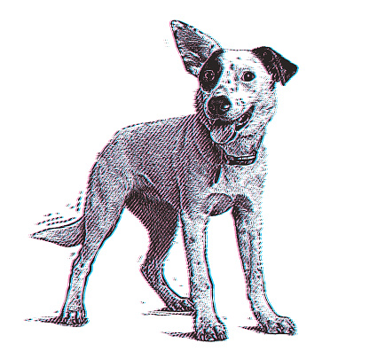 Energetic Australian Cattle Dog with Glitch Technique