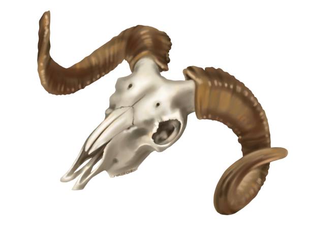 istock Watercolor illustration of a ram's skull. realistic animal skull 1412530771