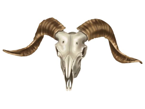 istock Watercolor illustration of a ram's skull. realistic animal skull 1412530779