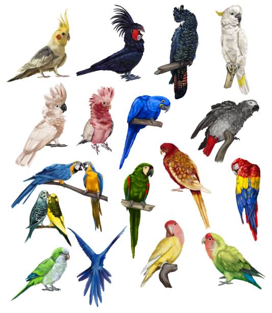 istock a large set of parrots. Realistic illustration of parrot species. 1412530801
