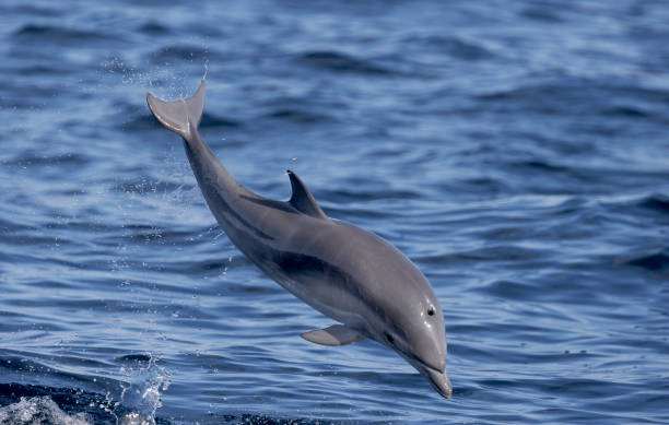 Common Dolphin jumping stock photo