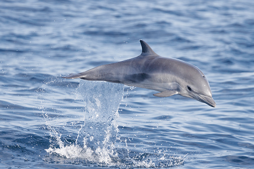 Common Dolphin, California Coast, Pacific Ocean,  Dana Point, California