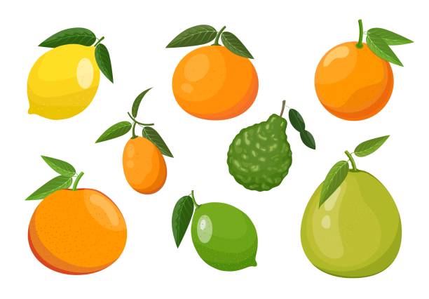 ilustraciones, imágenes clip art, dibujos animados e iconos de stock de conjunto de cítricos: naranja, limón, lima, kumquat y otros. ilustración vectorial aislada sobre fondo blanco - kumquat