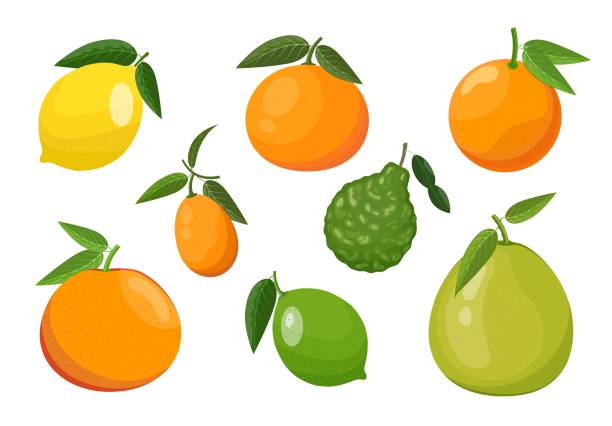 illustrazioni stock, clip art, cartoni animati e icone di tendenza di set di agrumi: arancia, limone, lime, kumquat e altri. illustrazione vettoriale isolata su sfondo bianco - lime ripe fruit citrus fruit