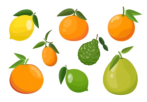 Citrus fruits set: orange, lemon, lime, kumquat and others. Vector illustration isolated on white background