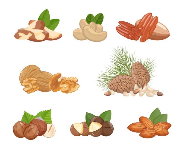 nüsse sortiment: walnüsse, mandeln, haselnüsse und andere, gesunde snacks. banner, vektorillustration isoliert auf weißem hintergrund - pine nut nut seed vegan food stock-grafiken, -clipart, -cartoons und -symbole