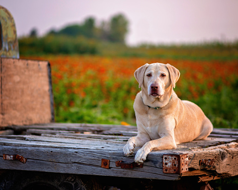 labrador puppy isolated on white background