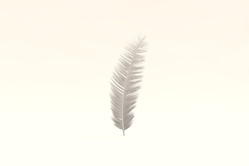 3D Feather