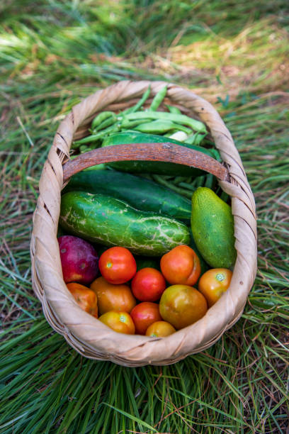 istock basket of fresh vegetables 1412532099