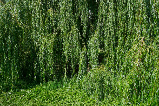 Weeping willow tree also or Babylon willow or Salix babylonica in sunny summer day