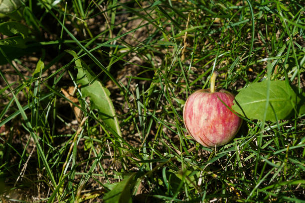 Ripe stripped red yellow apple on the ground among grass