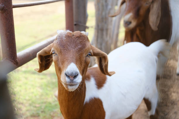 young Boer goat face close up on farm Boer goat on farm for agriculture concept bovidae stock pictures, royalty-free photos & images