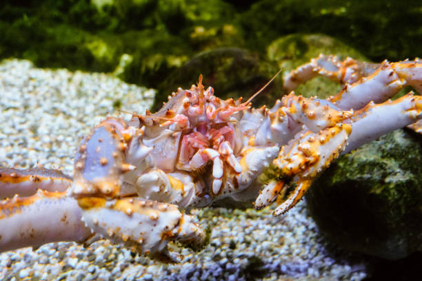 istock Paralithodes camtschaticus. Red king crab on underwater bottom. 1412535477