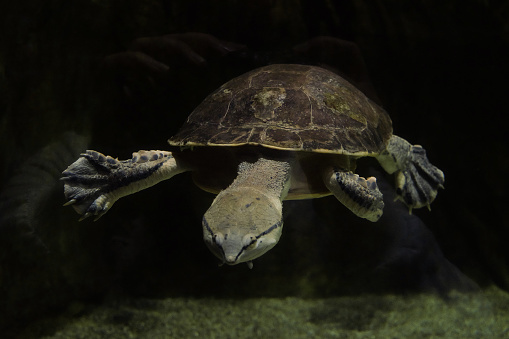 Geoffroys side-necked turtle swims in dark water. Phrynops geoffroanus. Front view.