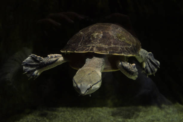 Geoffroys side-necked turtle swims in dark water. Phrynops geoffroanus. Front view. stock photo