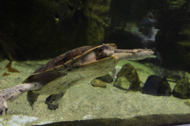 istock Geoffroys side-necked turtle swims in water. Phrynops geoffroanus. 1412535498
