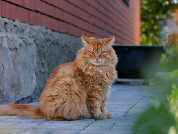 istock A ginger cat sitting in front of a house 1412535912