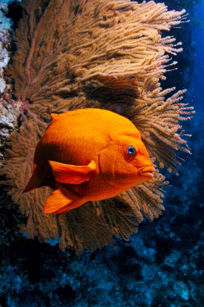 istock Garibaldi and Golden Gorgonian 1412536967
