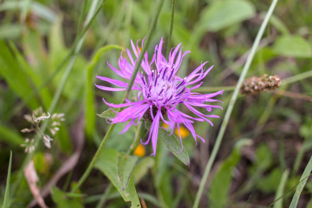 istock wild flowers that catch my eye when walking 1412539134