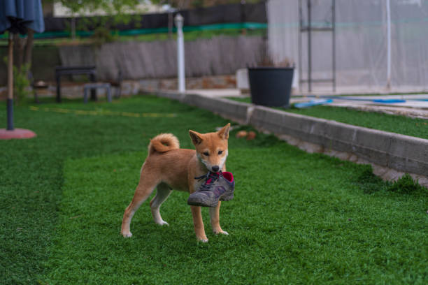 Japanese shiba inu dog puppy playing distracted from the photo camer