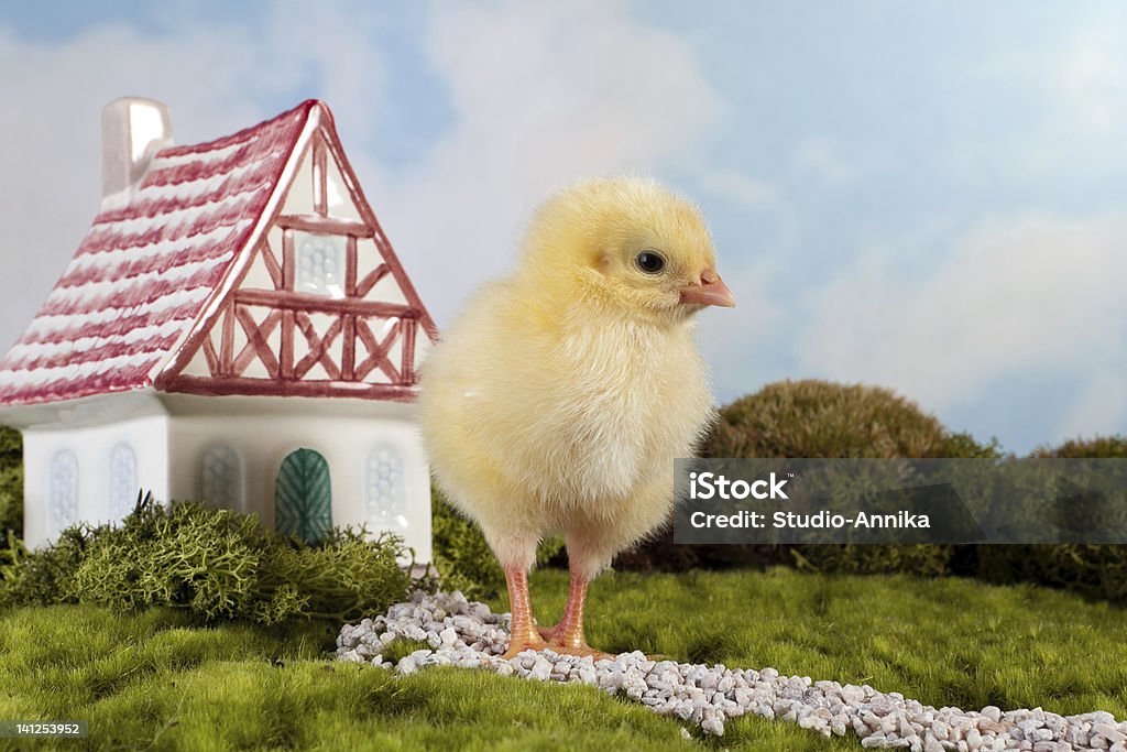 Conto de chick - Foto de stock de Páscoa royalty-free