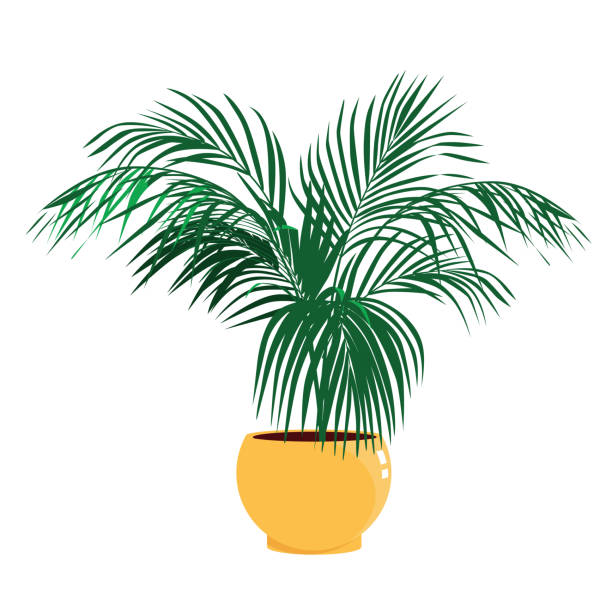 illustrazioni stock, clip art, cartoni animati e icone di tendenza di home tree areca palma in un vaso da giardino. elemento interno. illustrazione vettoriale in stile piatto isolata su sfondo bianco - arema