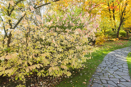 Stone walkway paver in autumn park. Yellow trees, shrubs and bushes. Stone winding path track on grass, fall background. Gardening and ornamental plants