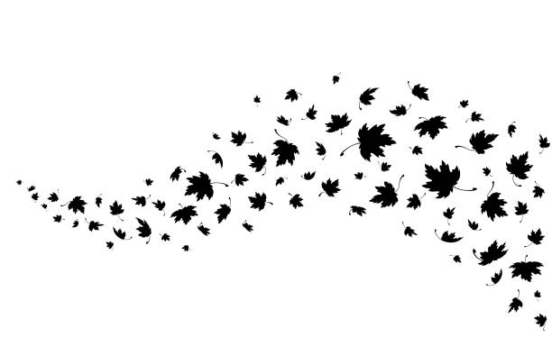 ahornblätter. herbsthintergrund mit fliegenden und fallenden ahornblättern - falling leaf tree autumn stock-grafiken, -clipart, -cartoons und -symbole