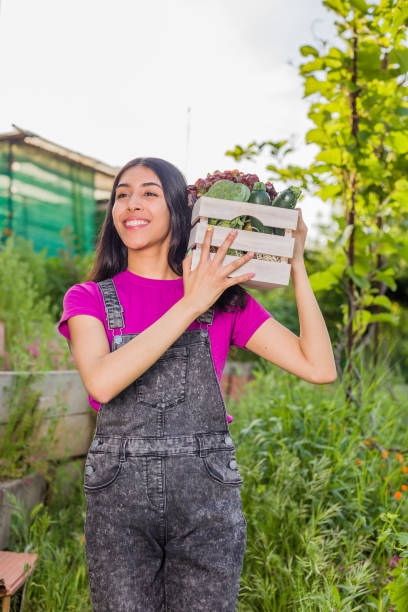 volunteer in organic vegetables garden agriculture. Venezuelan Latin woman harvesting. urban garden stock photo