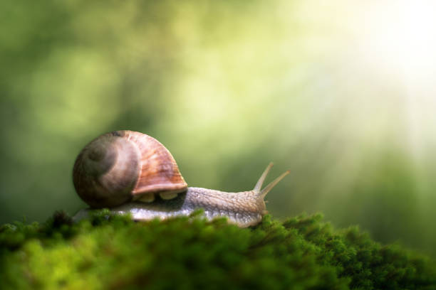 istock Burgundy snail on a mossy rock 1412542042