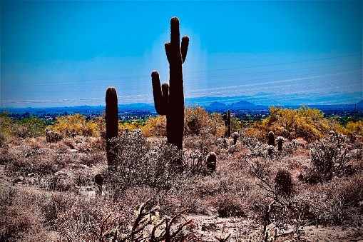 This is a landscape photograph of saguaro cactus in the Superstition Mountains natural park in Phoenix, Arizona on a spring day.