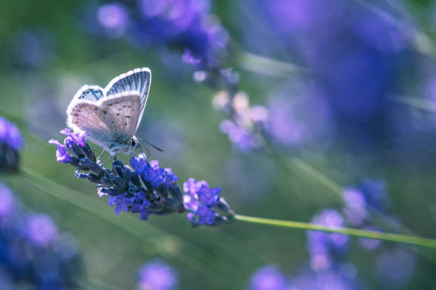 istock butterfly on lavender flower 1412542295
