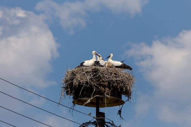 istock Grown-up stork (Ciconia ciconia) chicks in a nest against a blue sky background 1412542312
