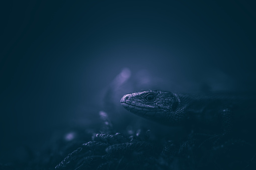 Close-up of common lizard in the darkness